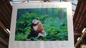 DSC_0116-1